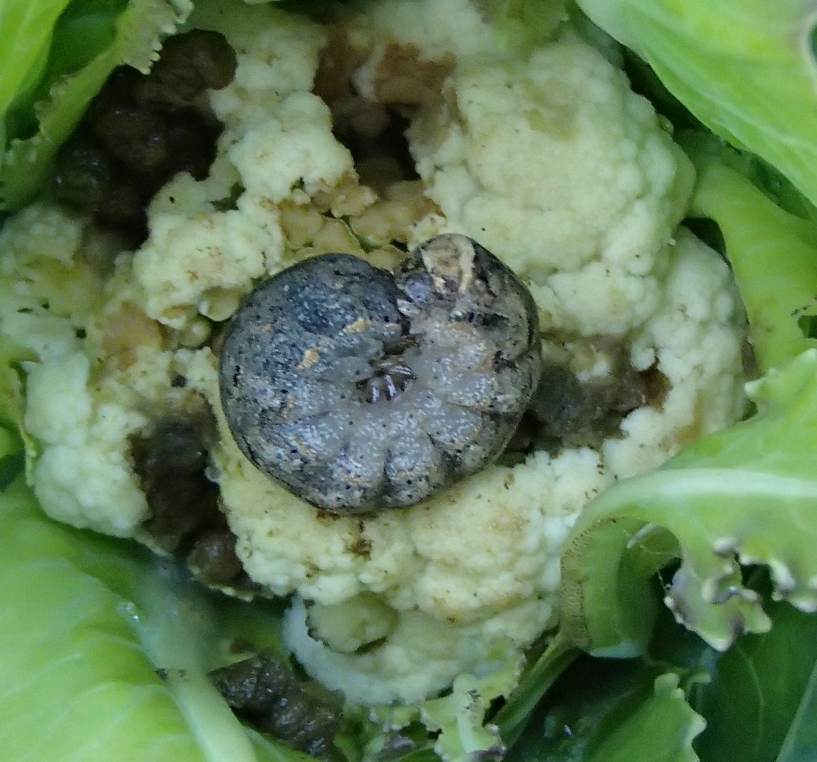 Cutworm feeling in Cauliflower head